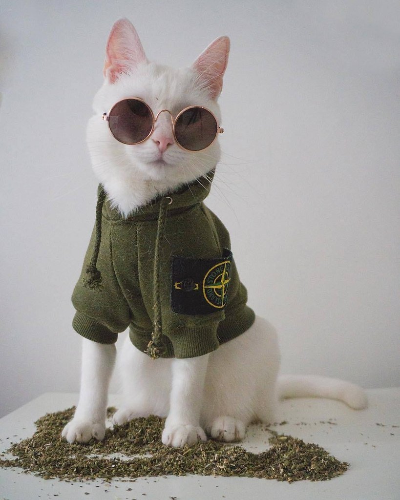 Собака в стон Айленд