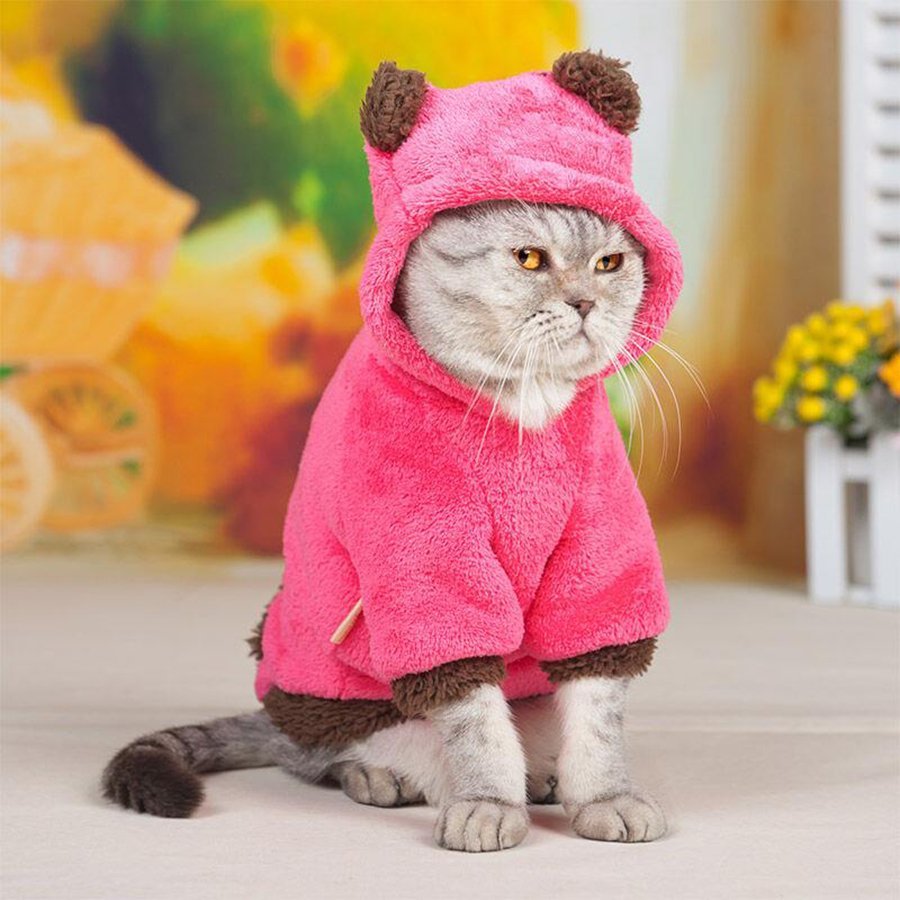 Кот в костюме