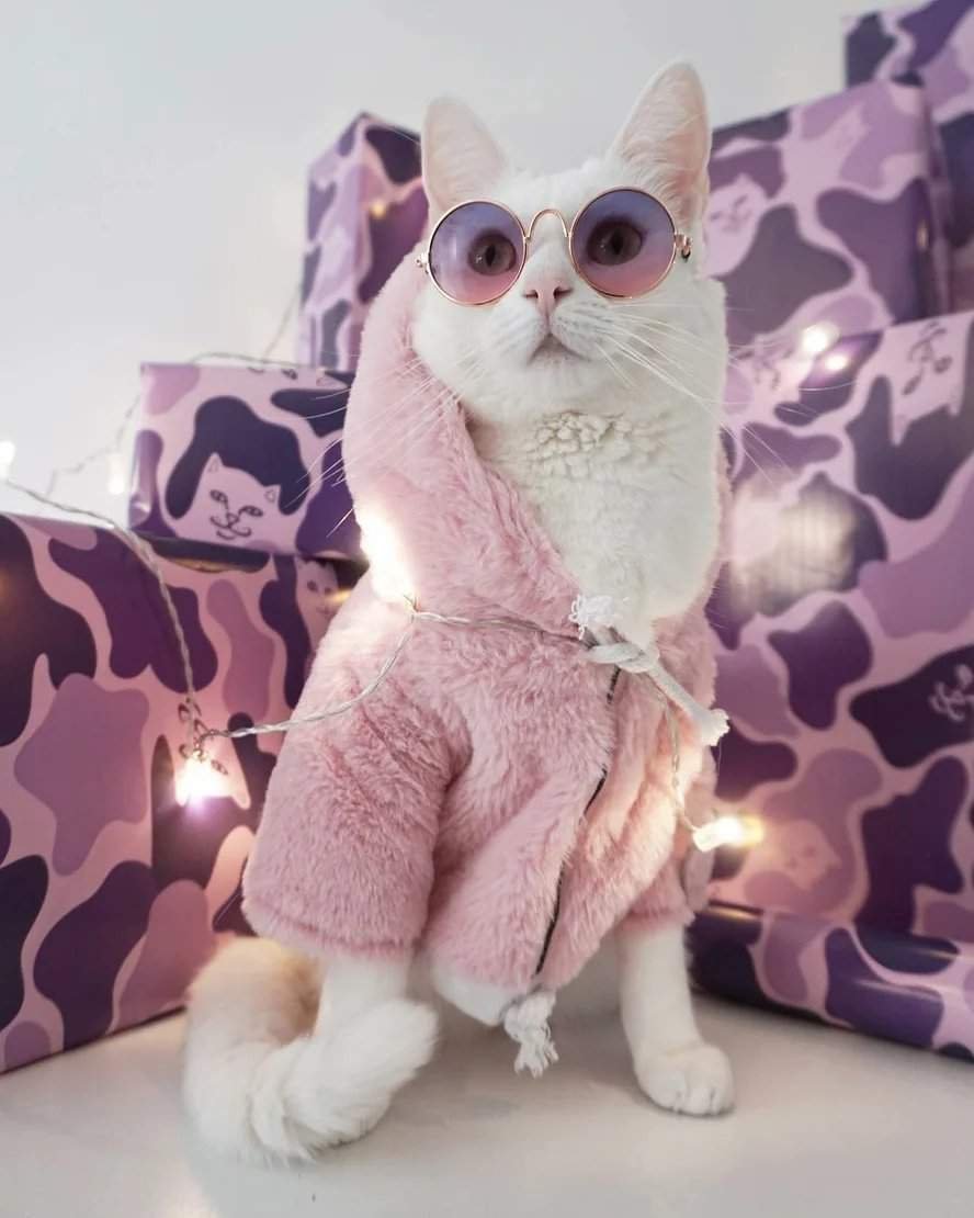 Гламурные коты