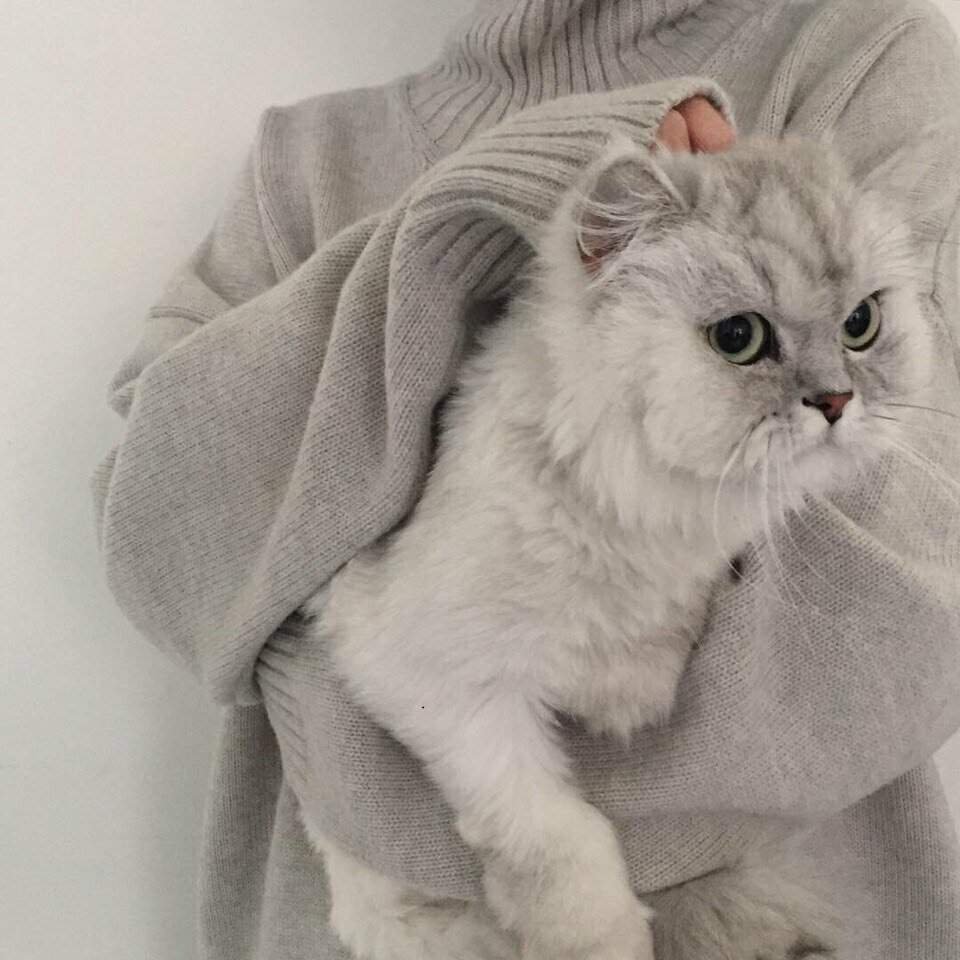 Кот в спортивном костюме