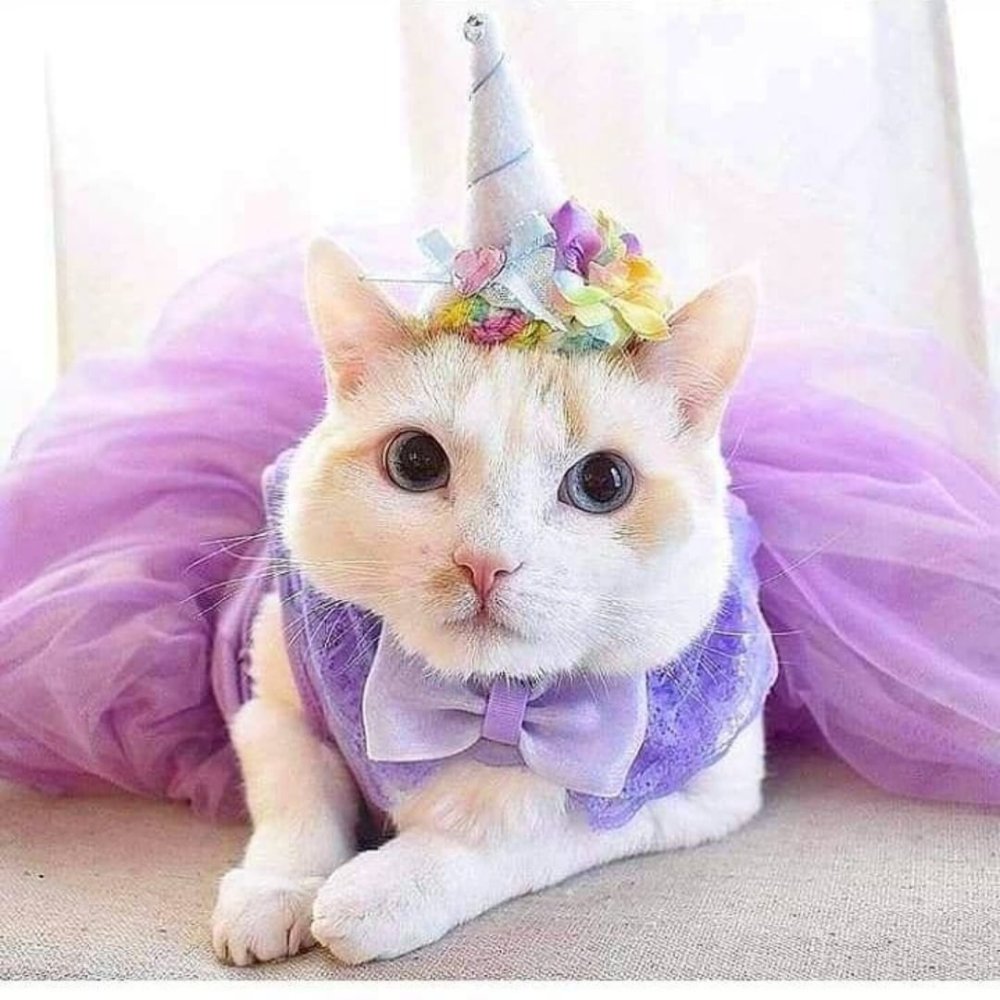 Кот в костюме