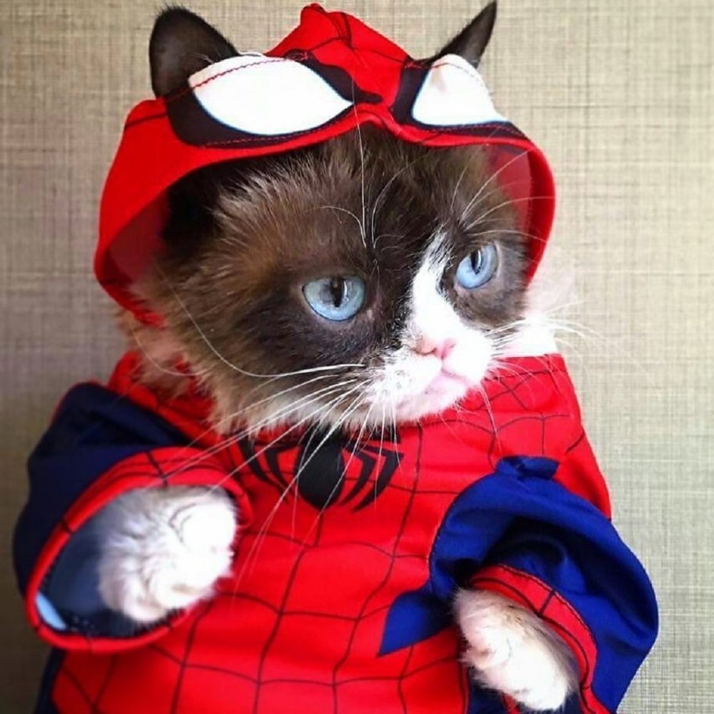 Милые коты в костюмах