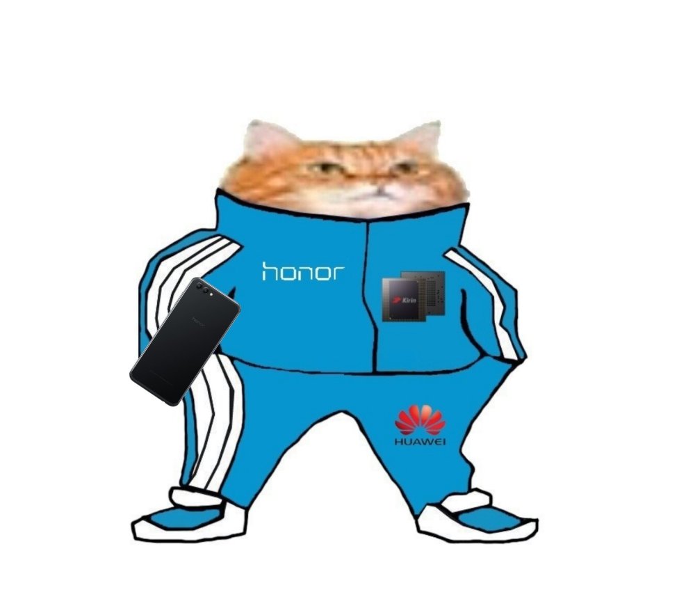 Котик в адидасе