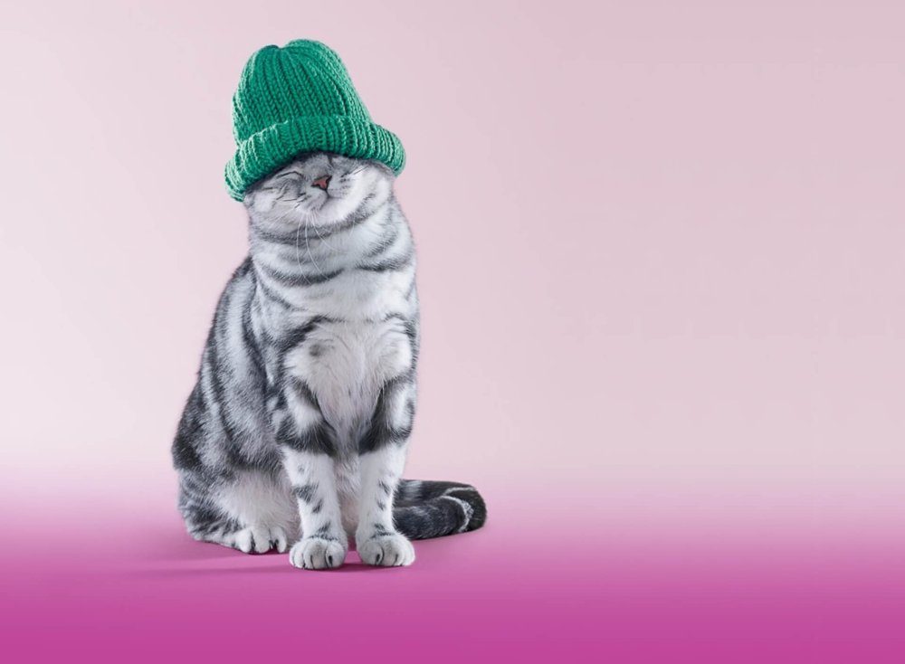 Кот в зеленой шапке