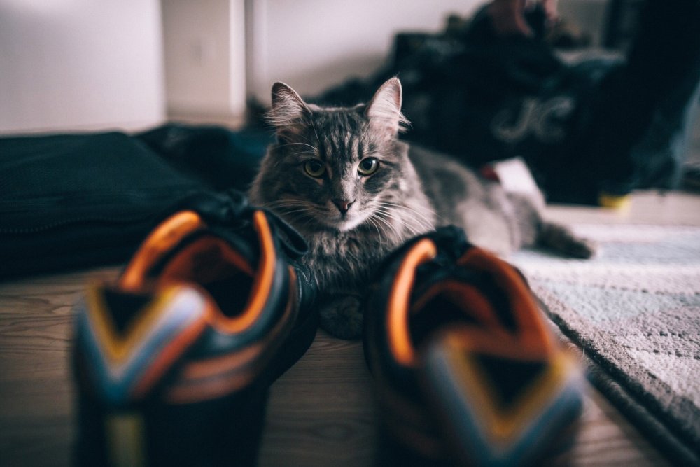 Коты в кепках