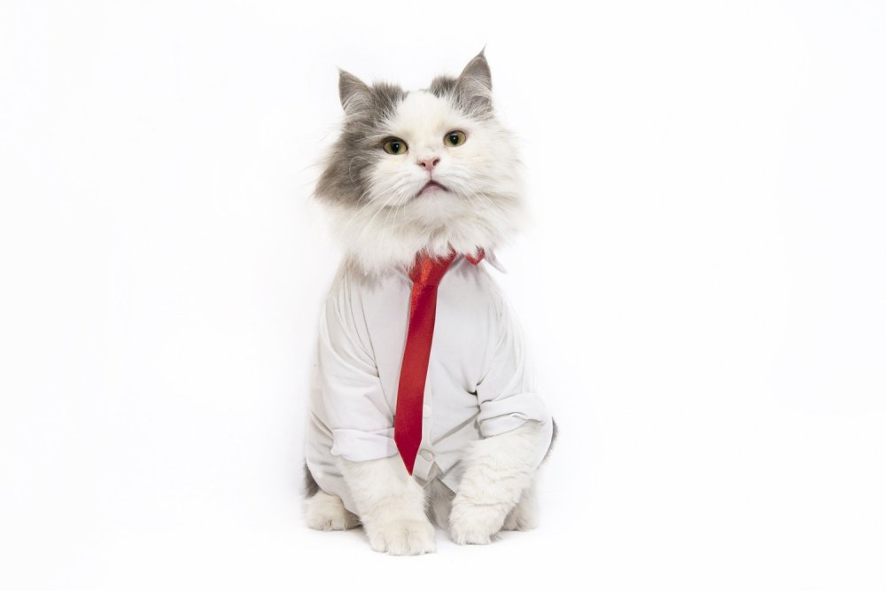 Кот в деловом костюме