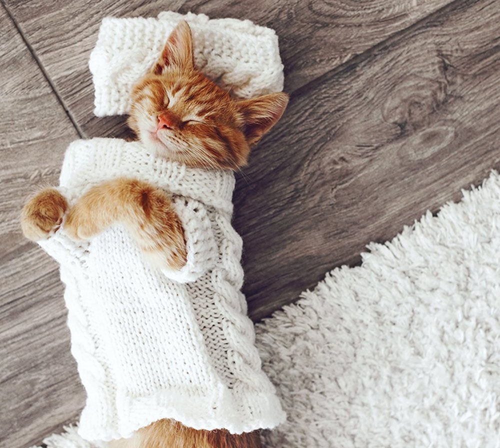 Фон с котами