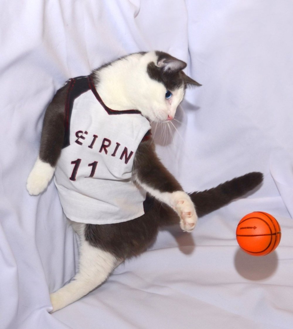 Кот в джинсах