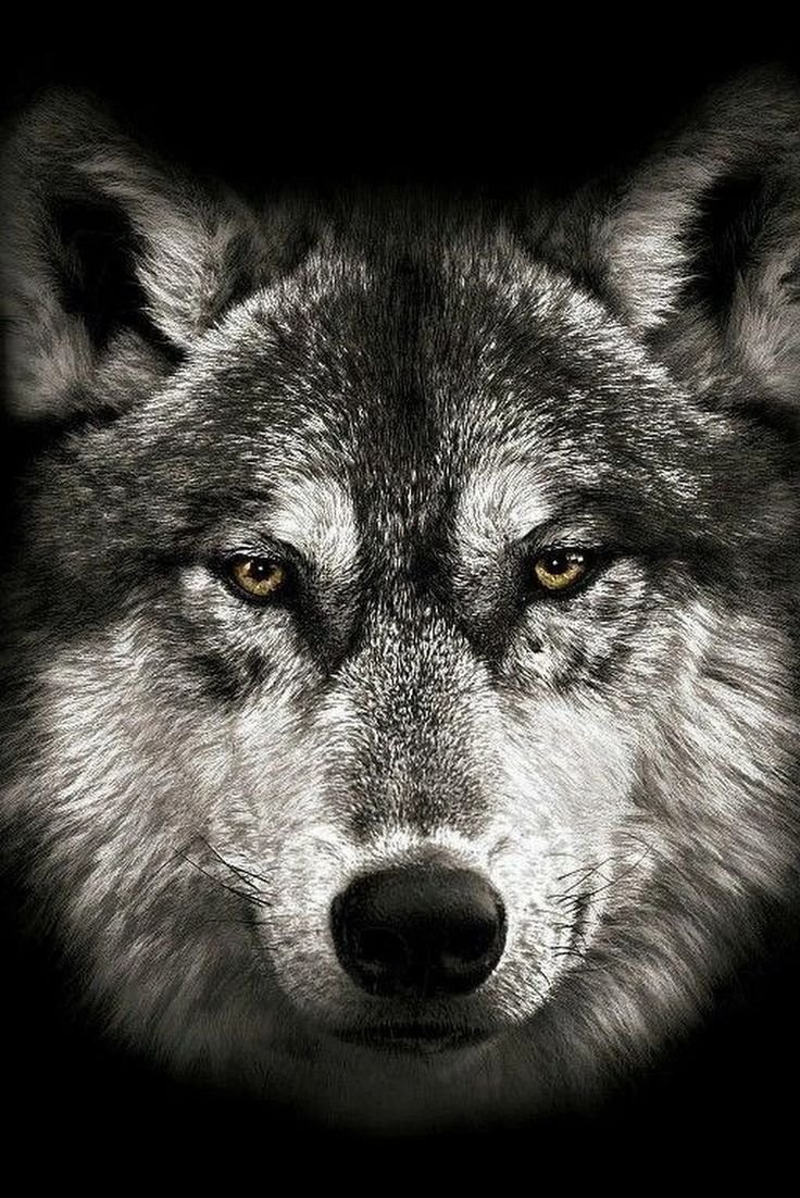 Синий волк злой