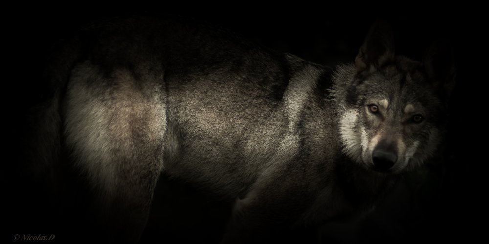 Глаза волка в темноте