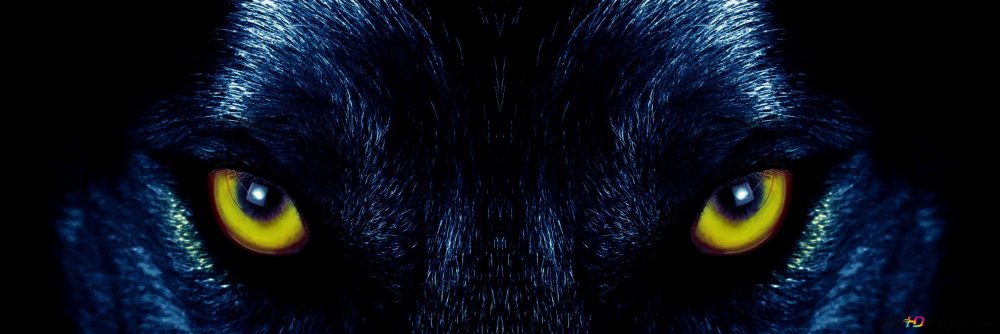 Линзы глаза волка