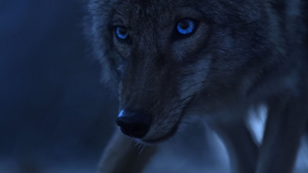 Койот оборотень Малия