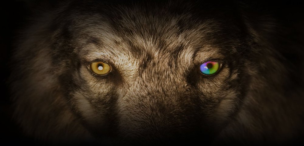 Волчьи глаза у человека