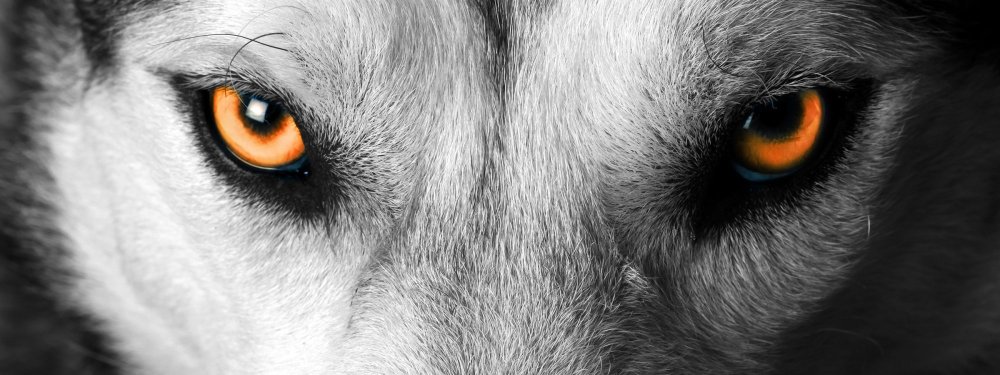 Тату Волчьи глаза в темноте