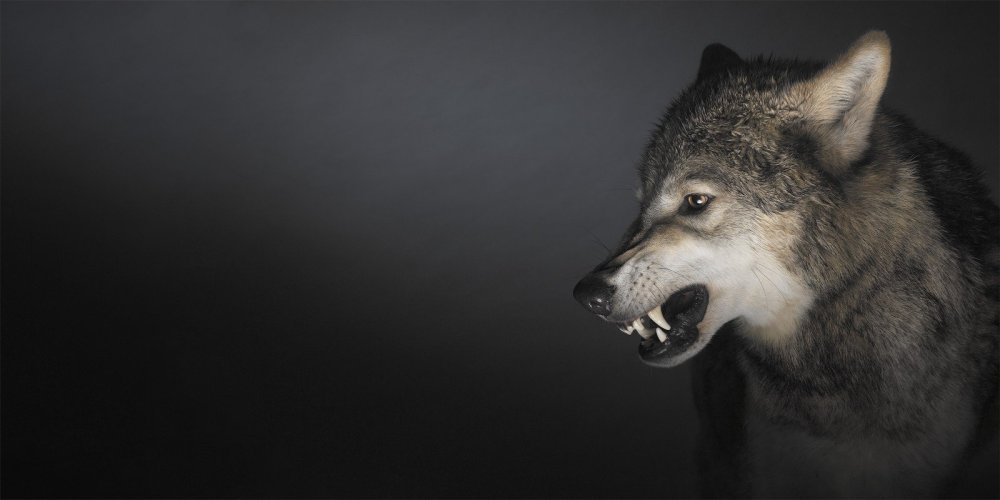 Заставка на телефон волк оскал
