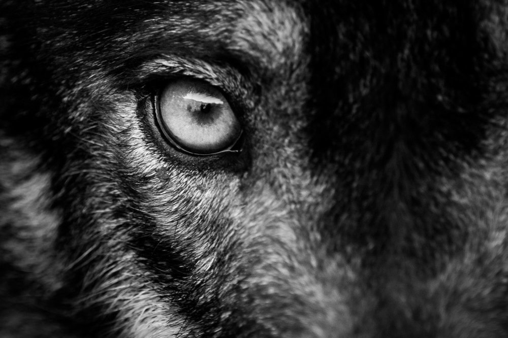 Волчий взгляд у человекалистй взгляд