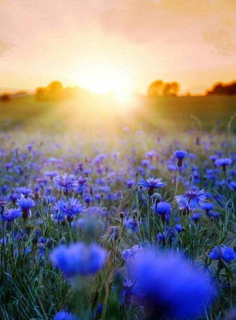 Полевые цветы утром