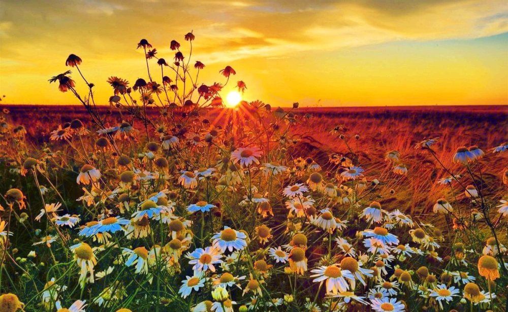 Ромашки на закате