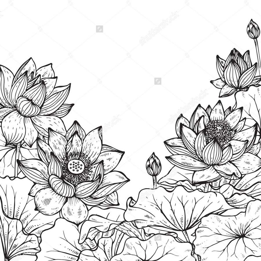 Контур цветов на прозрачном фоне