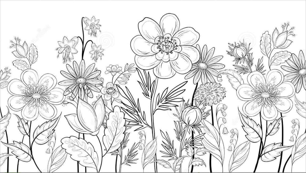Контур цветов на прозрачном фоне