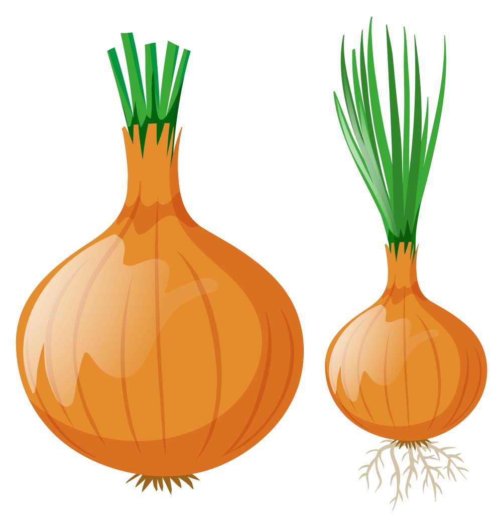 Лук репчатый красный