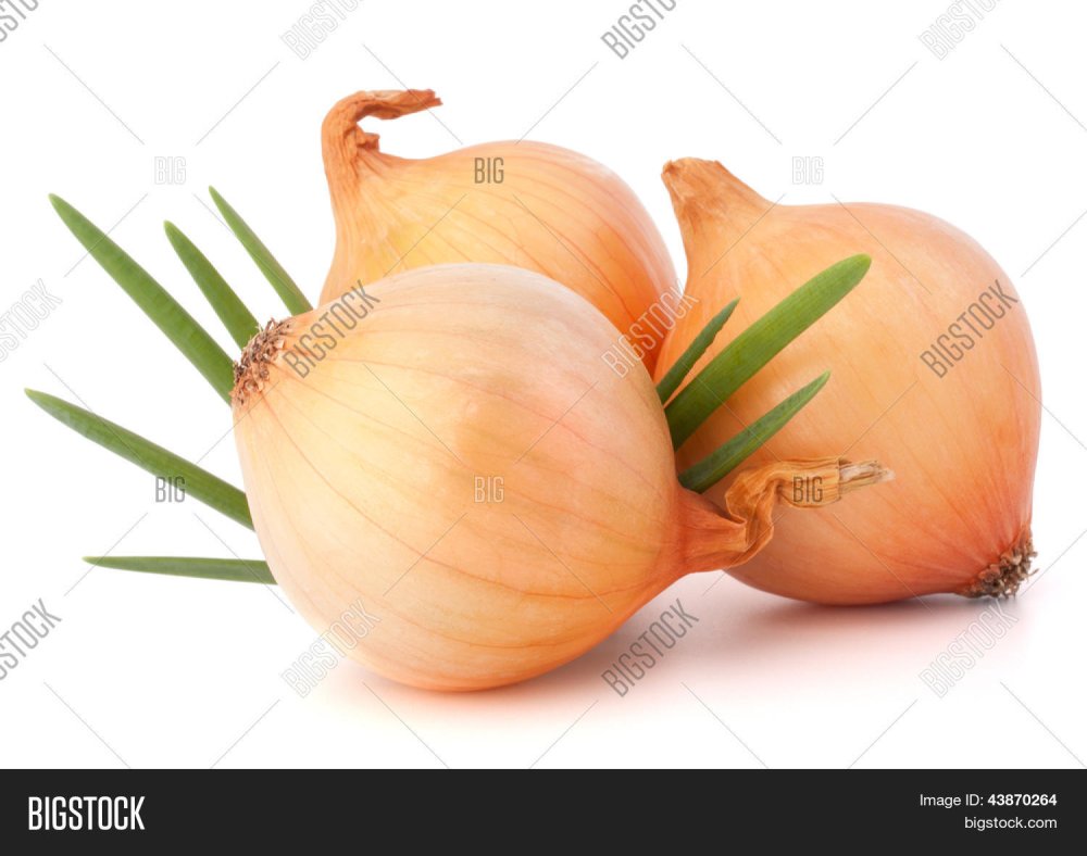 Жизненный цикл лука репчатого