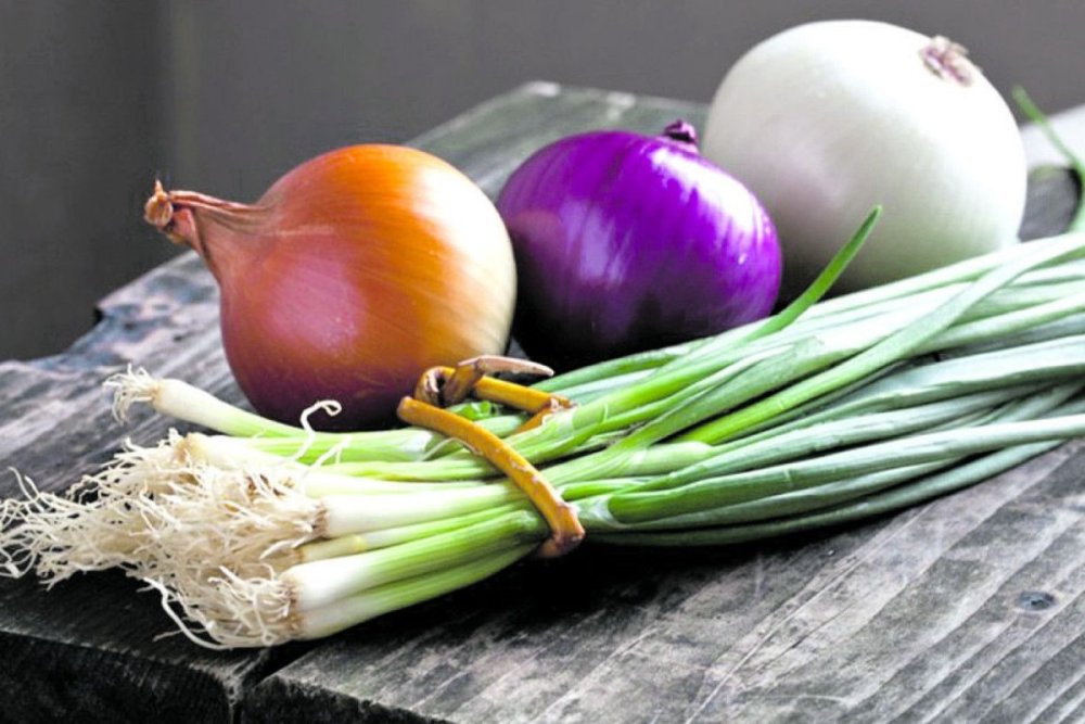 Лук севок Сеншуй Йеллоу Глоуб