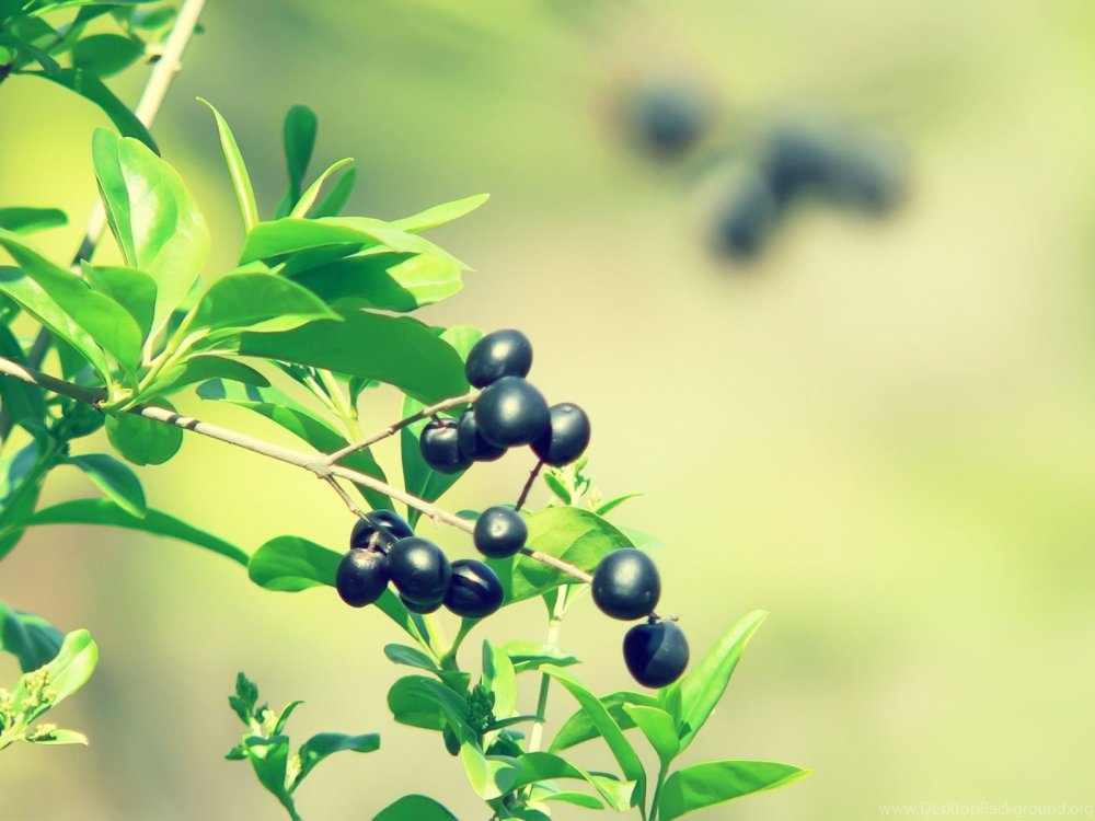 Оливки на черном фоне