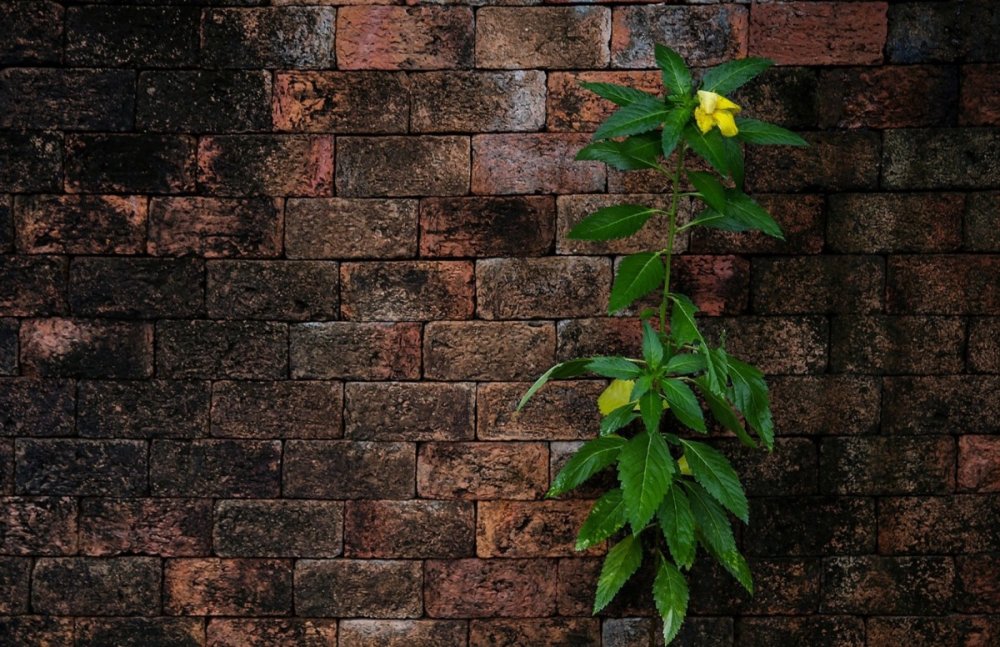 Кирпичная стена с зеленью