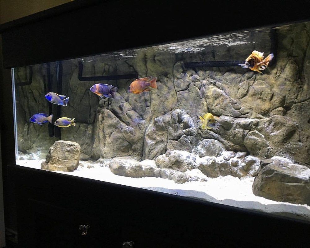 Аквариумный объемный фон Амазонка