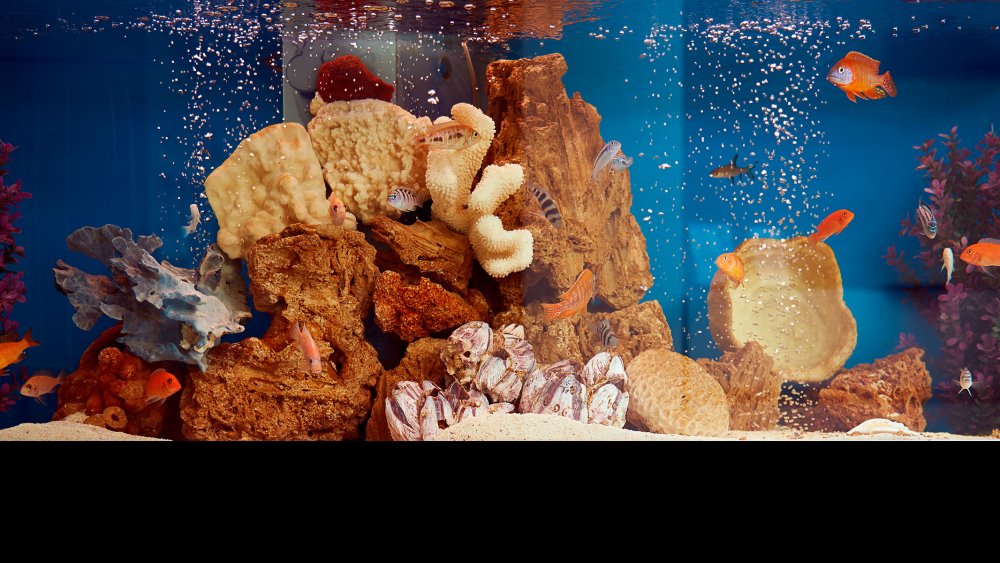Экран для аквариума
