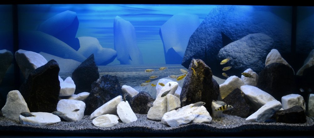 Задник для аквариума