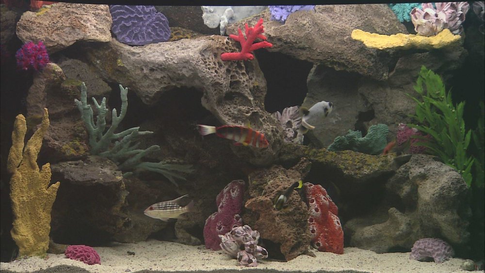 Аквариум в стиле Амазонка