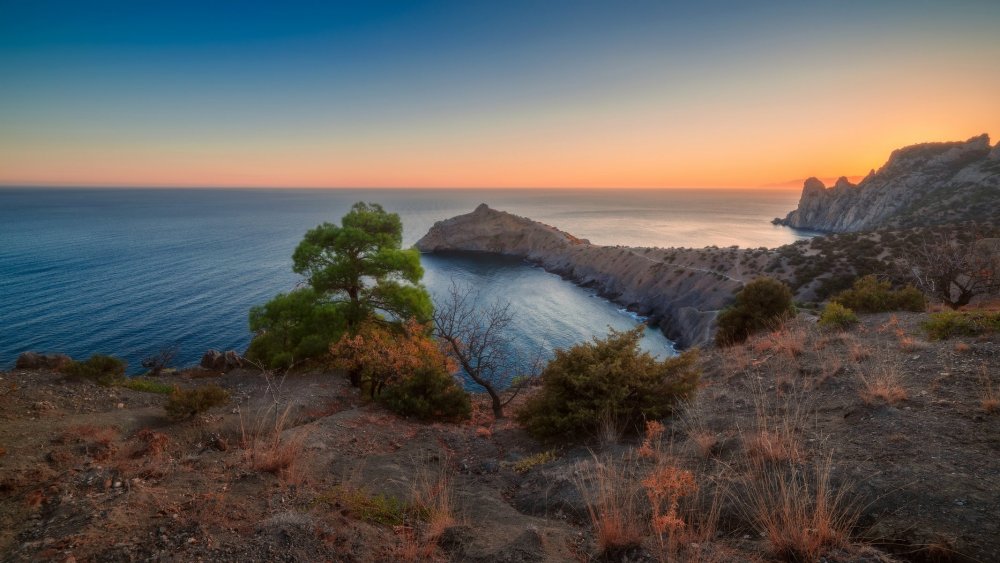 Сосна мыс Капчик