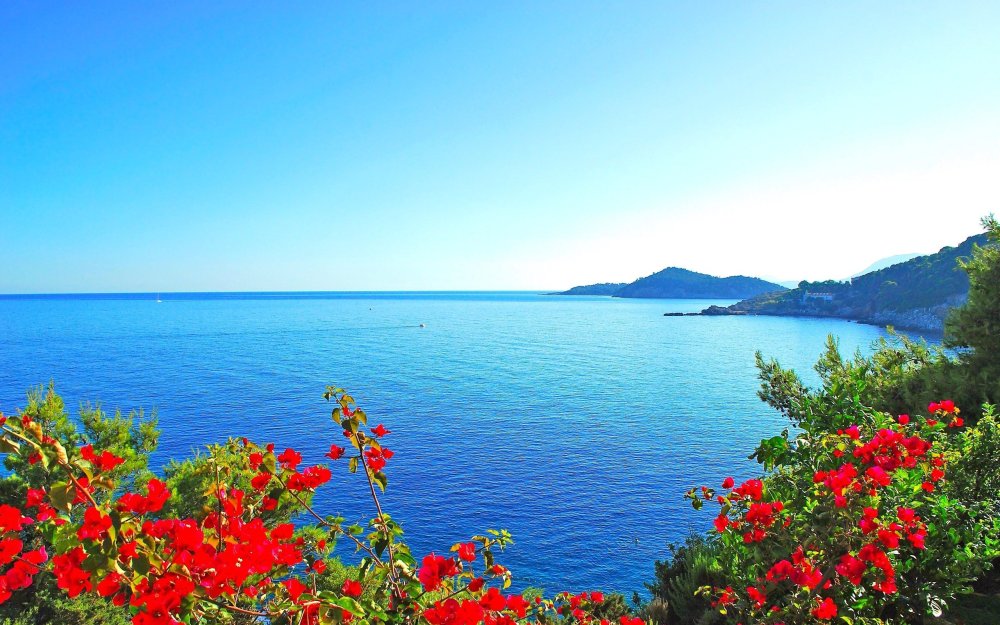 Цветы море солнце