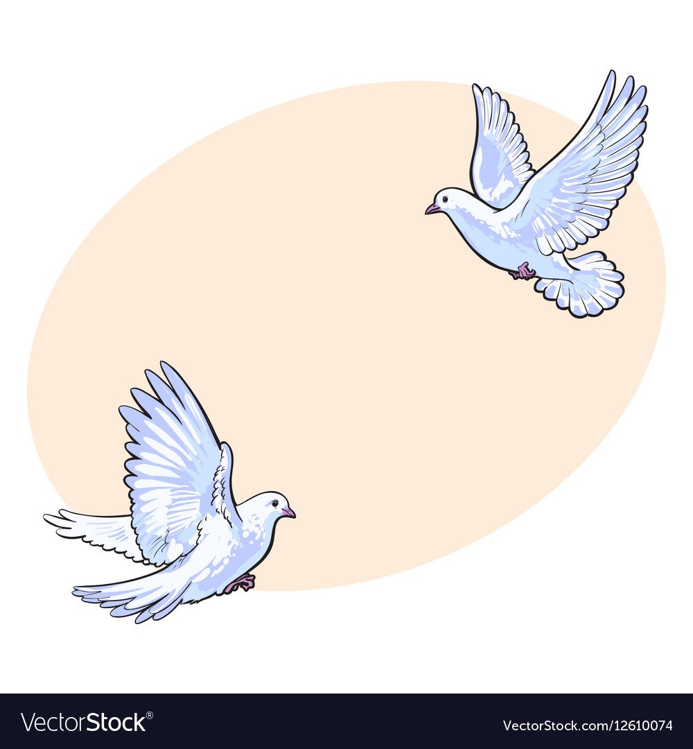 Белый голубь рисунок