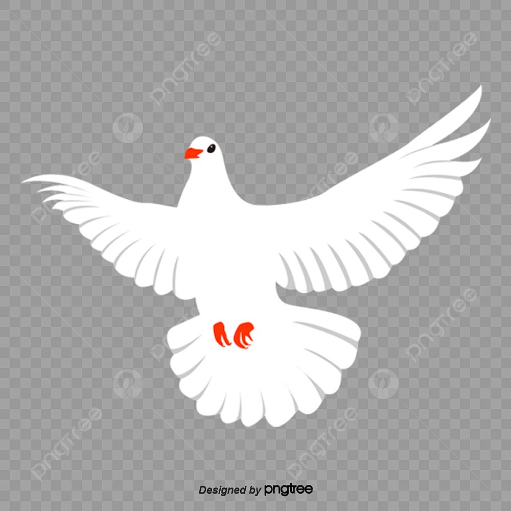 Белый голубь вектор