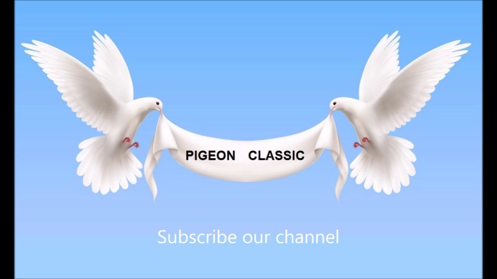 Голубь с лентой