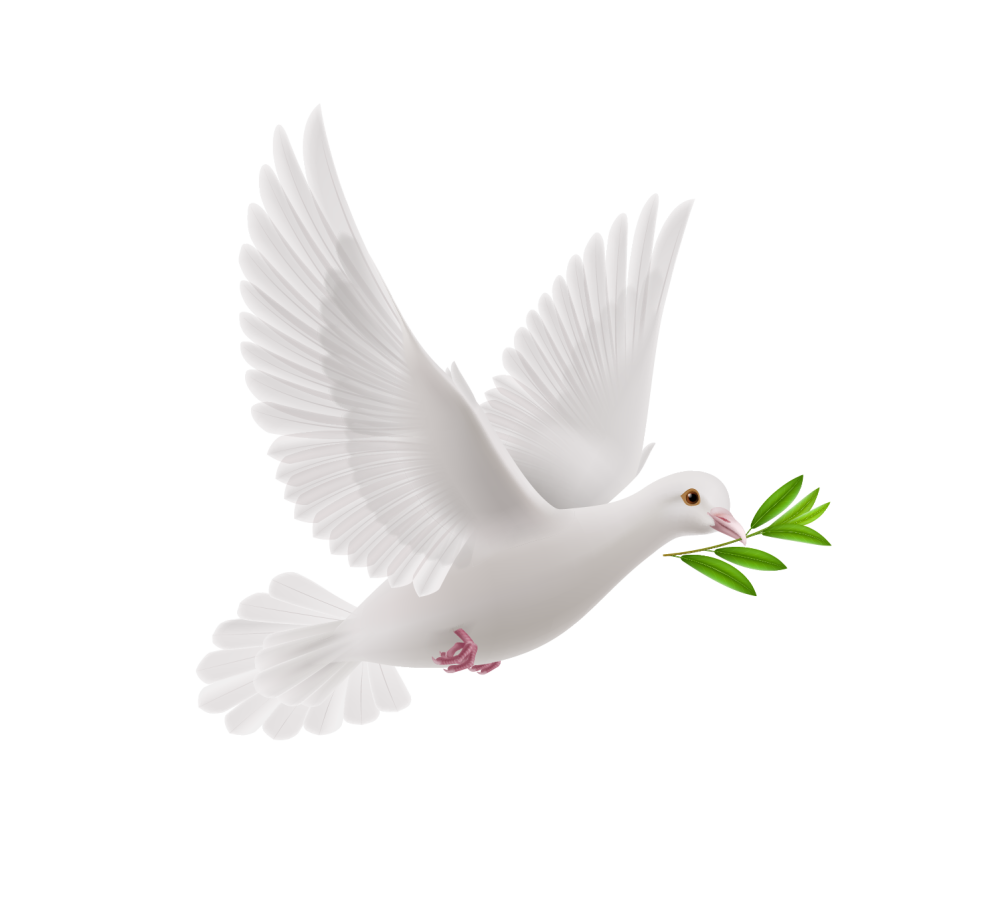 Белый голубь