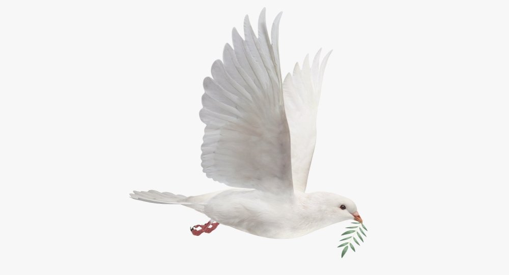 Белый голубь