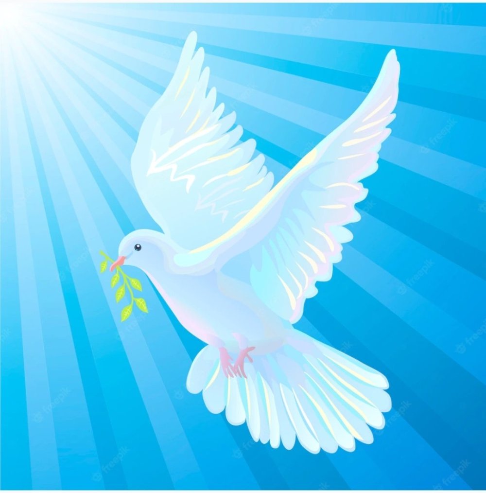 Белый голубь символ мира