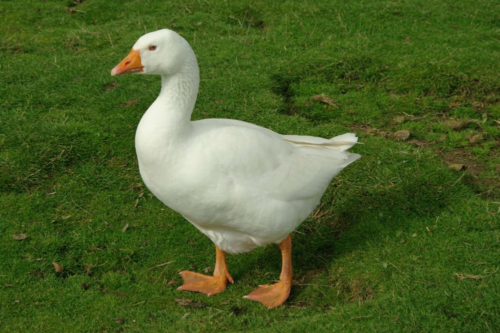 Унтитлед Гусь