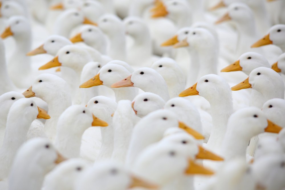 Безымянная игра про гуся