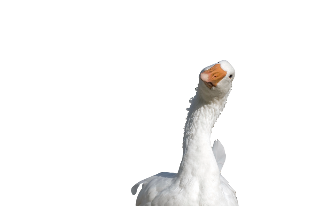 Гусь из игры untitled Goose game