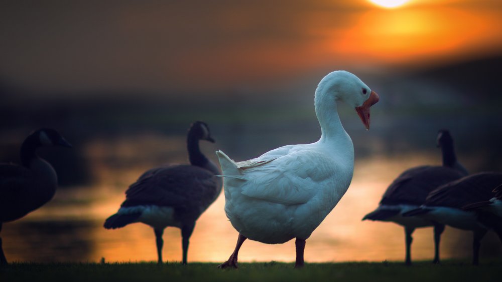 Гусь на голубом фоне