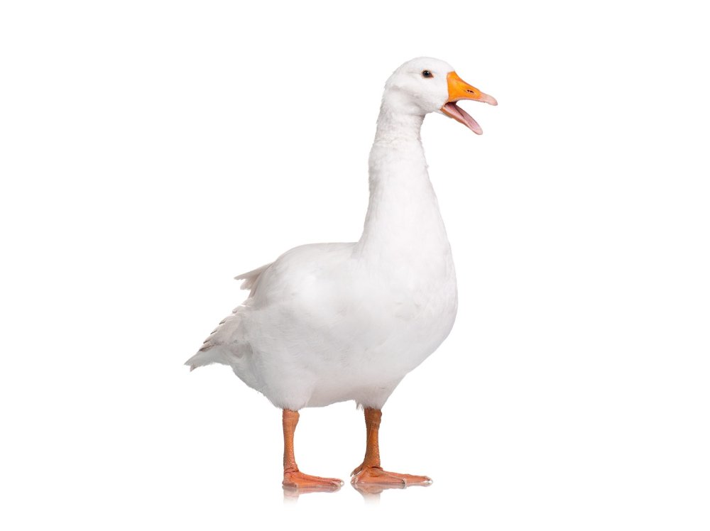 Утка в кепке танцует