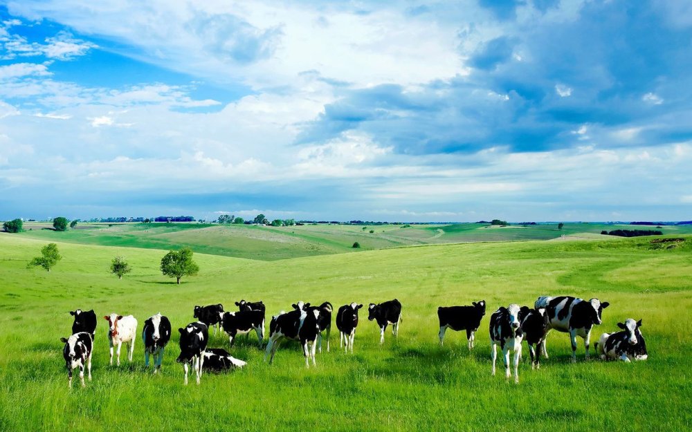 Племенной завод Коммунарка