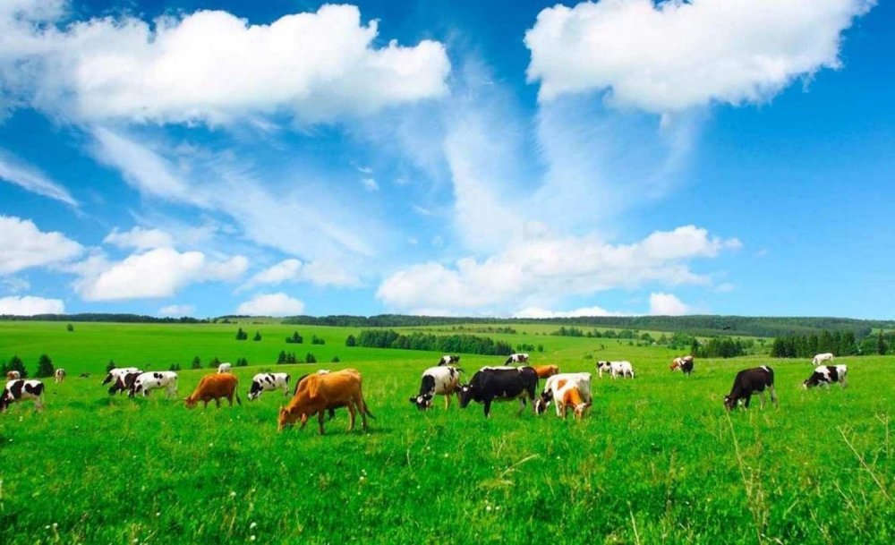 Стадо коров