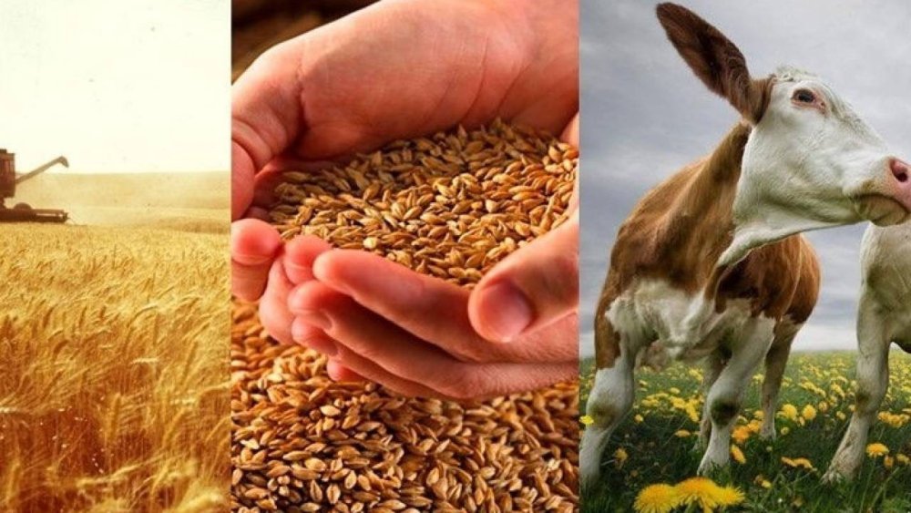 Сельское хозяйство