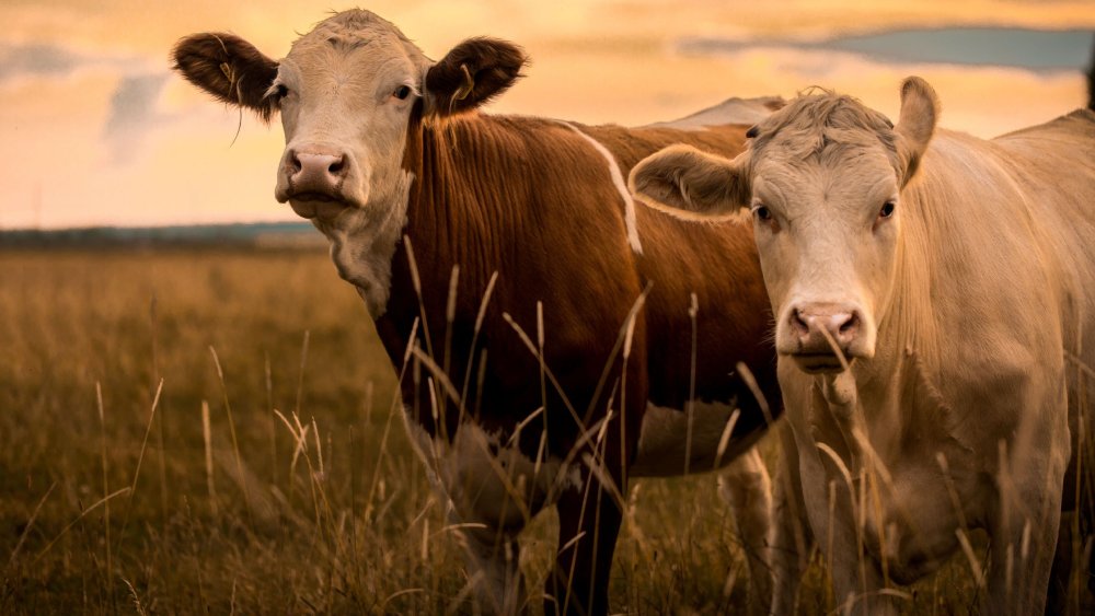 Животное СХ